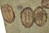 Wide Cluster Of Six Large Asaphid Trilobites - Antennae Preserved #359411-3